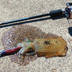 エギング秋シーズン開幕！